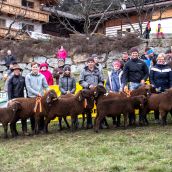Gruppensieger Vereinsausstellung Braunes Bergschaf Tirol 2020 (19)
